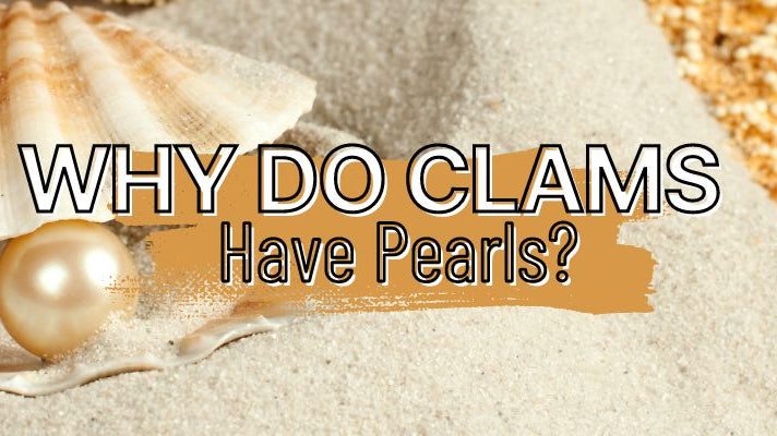 Why Do Clams Have Pearls?