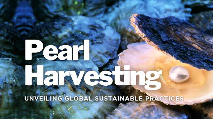 Pearl Harvesting Around the World: Unveiling Global Sustainable Practices - Beadsofcambay.com