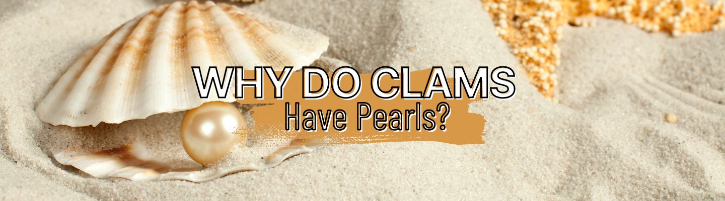 Why Do Clams Have Pearls?