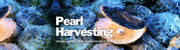 Pearl Harvesting Around the World: Unveiling Global Sustainable Practices - Beadsofcambay.com