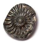 18x39mm Pyritized Ammonite Fossil Focal Bead - Beadsofcambay.com