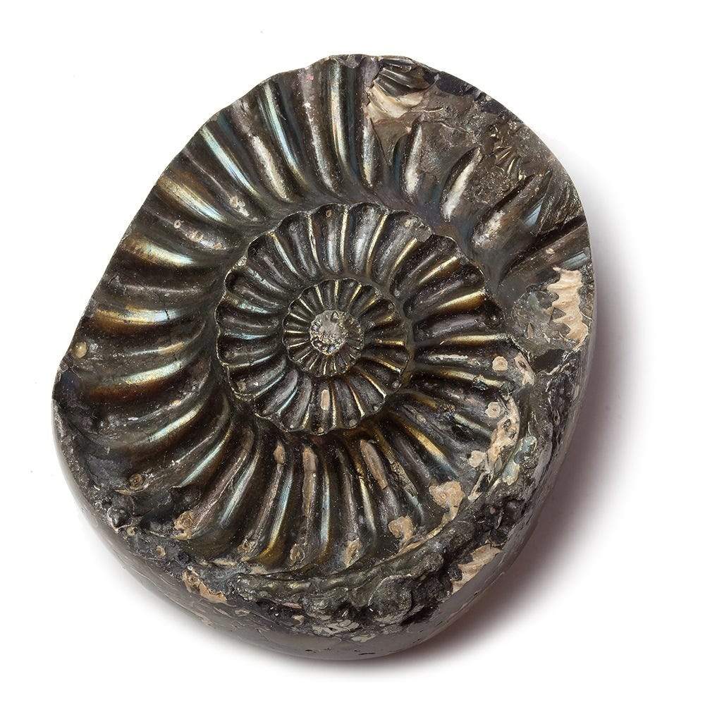 18x39mm Pyritized Ammonite Fossil Focal Bead - Beadsofcambay.com