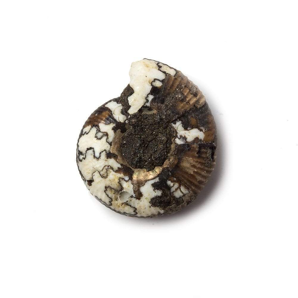21x18mm Ceratite Fossil Focal Bead - Beadsofcambay.com