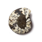 21x18mm Ceratite Fossil Focal Bead - Beadsofcambay.com