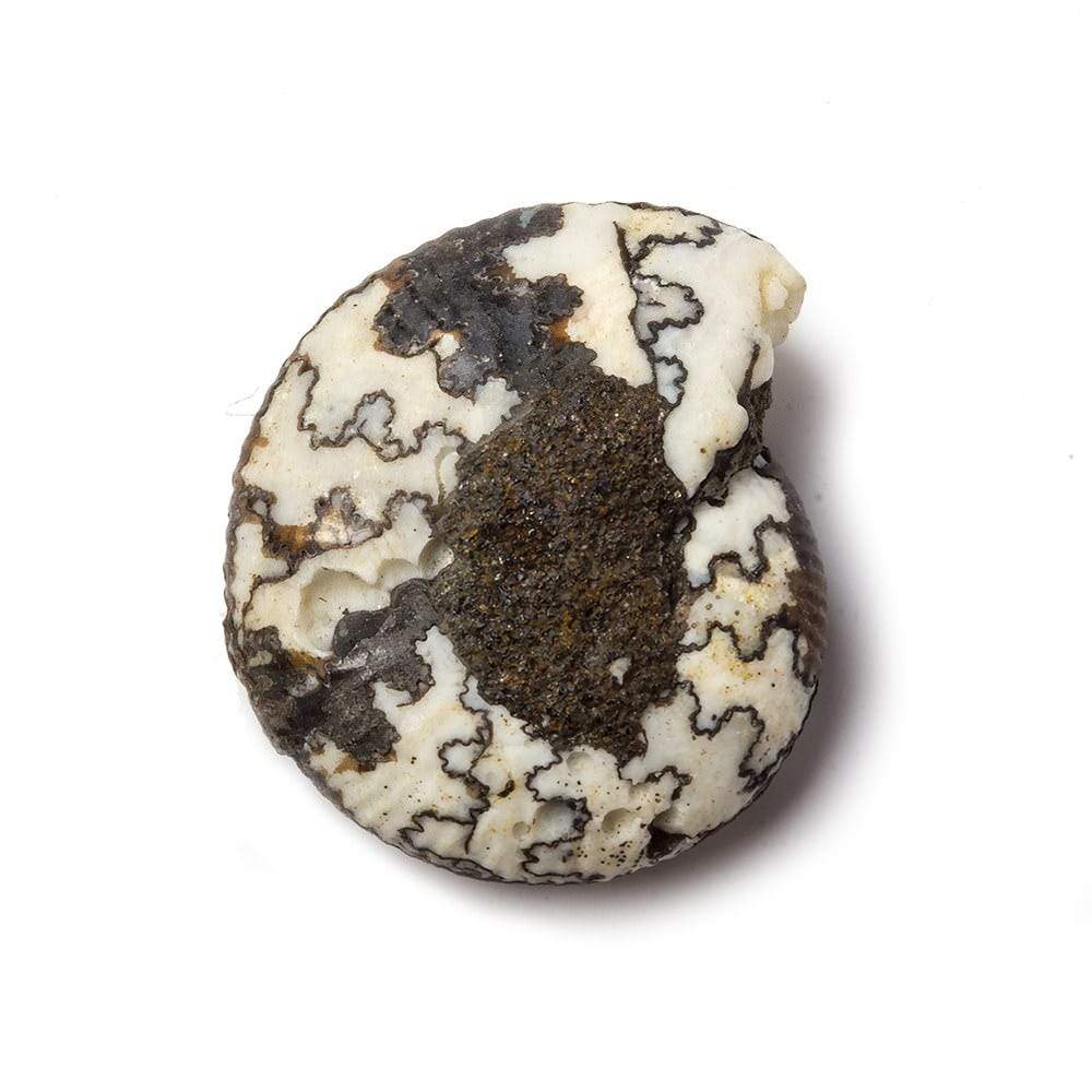 21x18mm Ceratite Fossil Focal Bead - Beadsofcambay.com