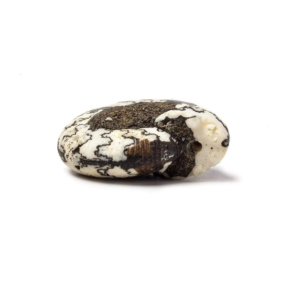 21x18mm Ceratite Fossil Focal Bead - Beadsofcambay.com