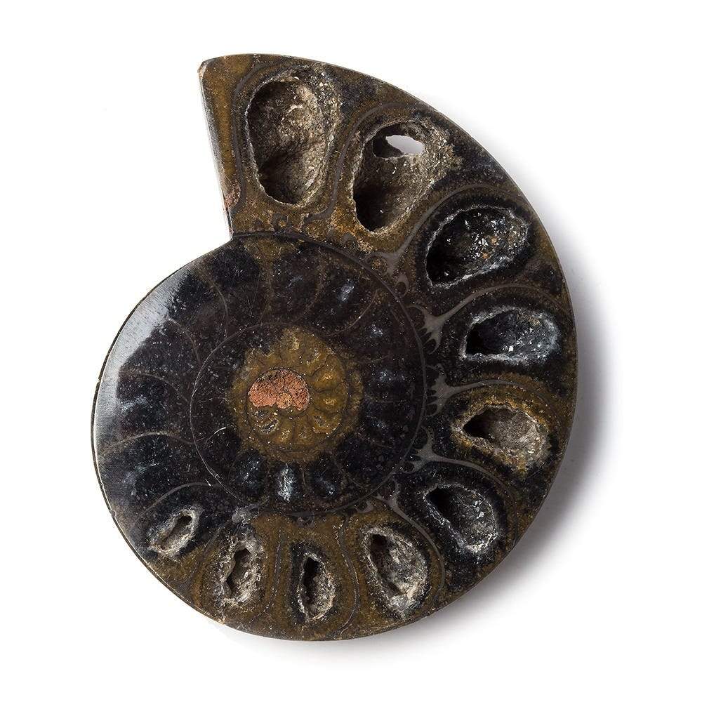 2.5x1.75 inch Ammonite Fossil Bead - Beadsofcambay.com