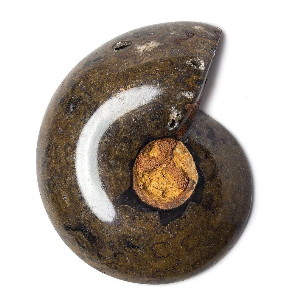 2.5x1.75 inch Ammonite Fossil Bead - Beadsofcambay.com