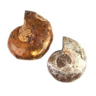32 -36mm Ammonite Fossil Bead Set of 2 pieces - Beadsofcambay.com