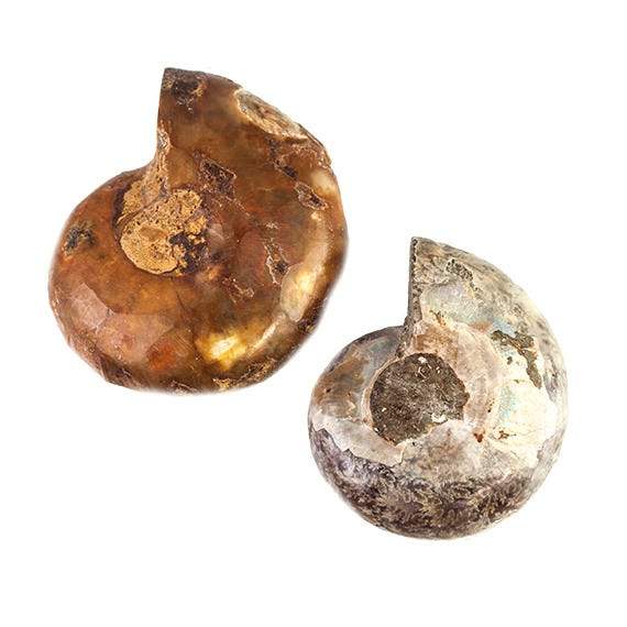 32 -36mm Ammonite Fossil Bead Set of 2 pieces - Beadsofcambay.com