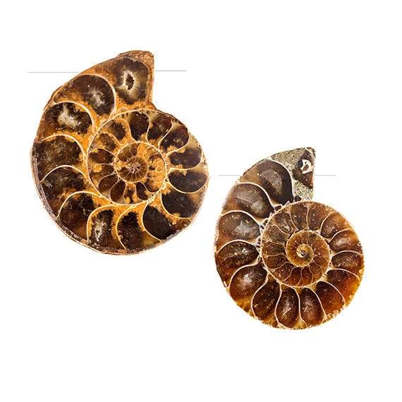 32 -36mm Ammonite Fossil Bead Set of 2 pieces - Beadsofcambay.com