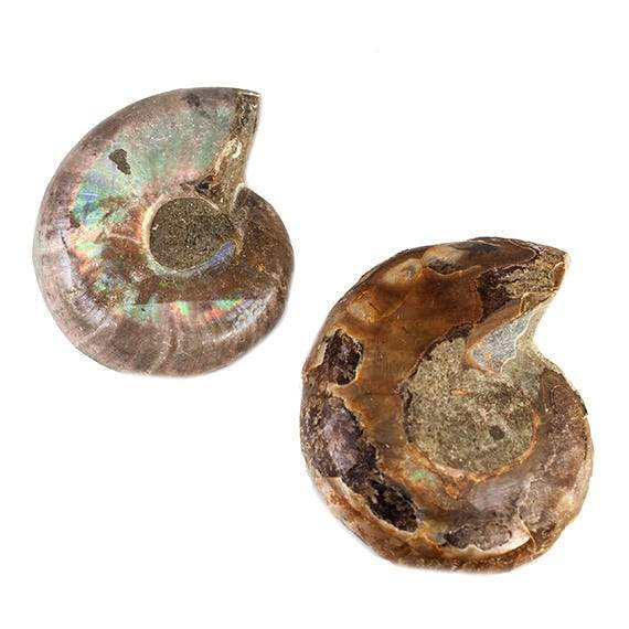 34 - 37mm Ammonite Fossil Bead Set of 2 pieces - Beadsofcambay.com