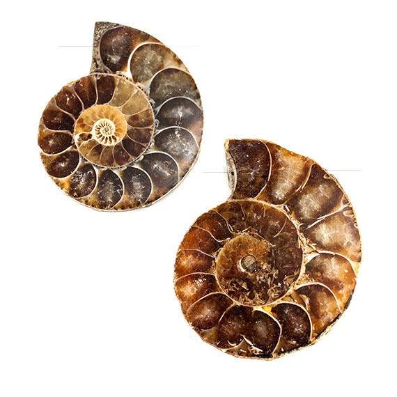 34 - 37mm Ammonite Fossil Bead Set of 2 pieces - Beadsofcambay.com