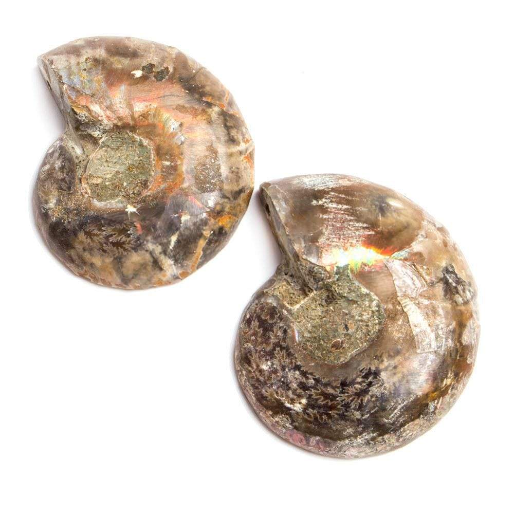 34x29-35x30mm Prehistoric Ammonite Fossil Focal Bead Set of 2 - Beadsofcambay.com