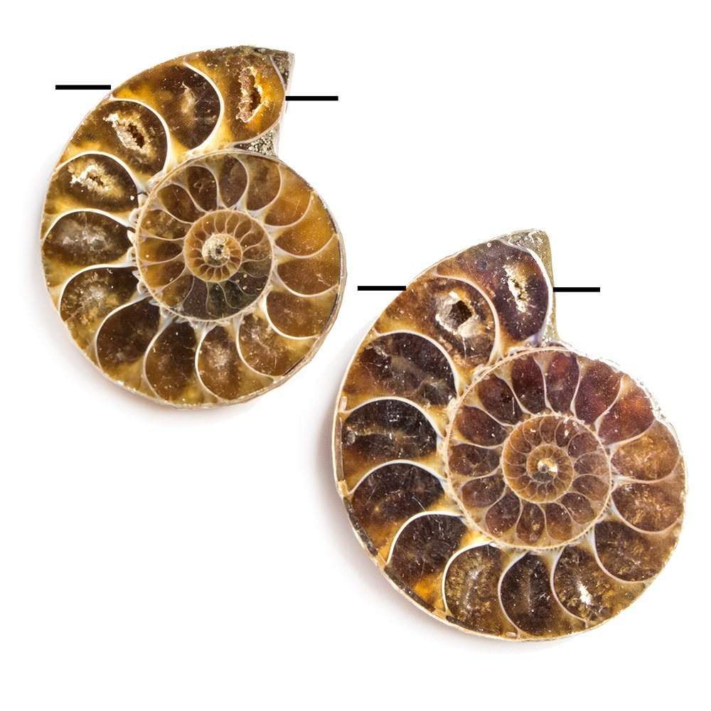 34x29-35x30mm Prehistoric Ammonite Fossil Focal Bead Set of 2 - Beadsofcambay.com