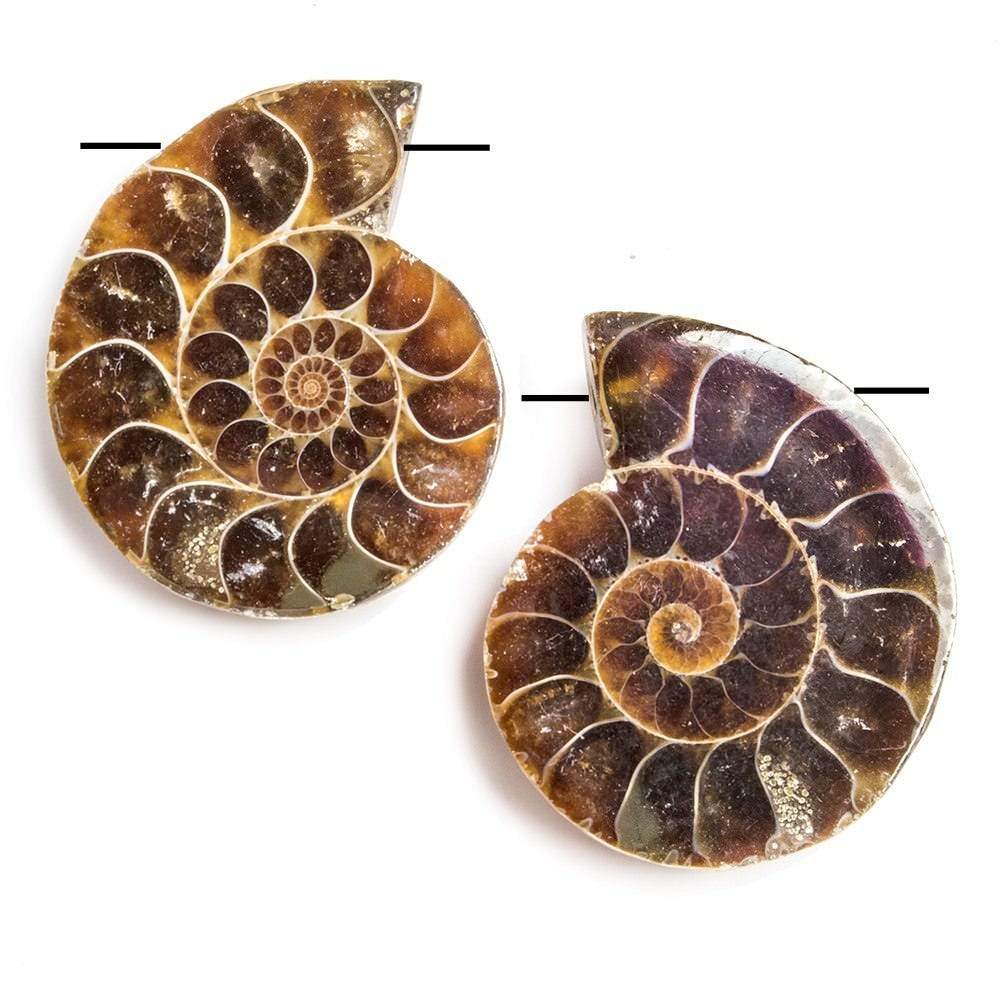 35x29-37x29mm Prehistoric Ammonite Fossil Focal Bead Set of 2 - Beadsofcambay.com