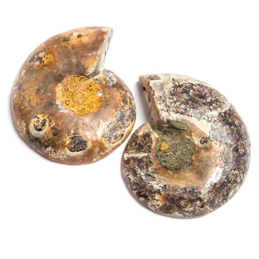 38x31-38x31mm Prehistoric Ammonite Fossil Focal Bead Set of 2 - Beadsofcambay.com