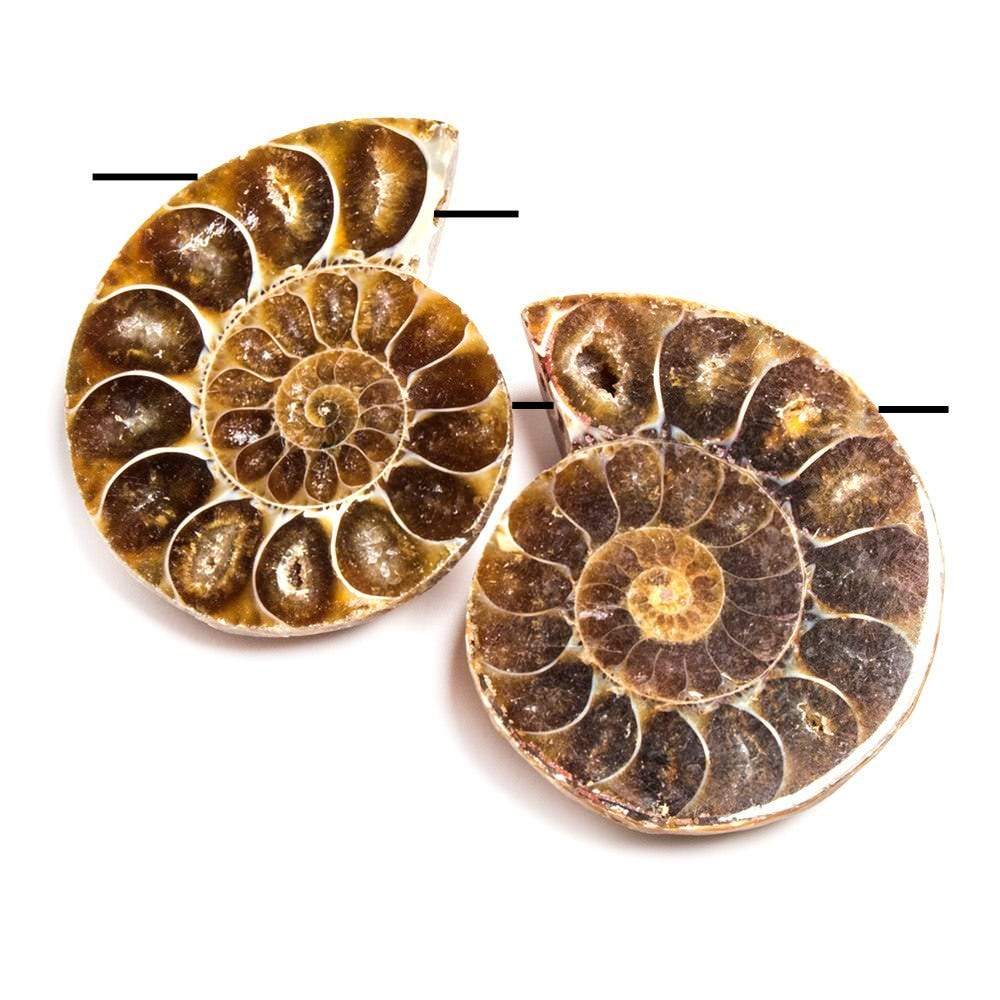 38x31-38x31mm Prehistoric Ammonite Fossil Focal Bead Set of 2 - Beadsofcambay.com