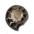 38x32mm Pyritized Ammonite Fossil Focal Bead - Beadsofcambay.com